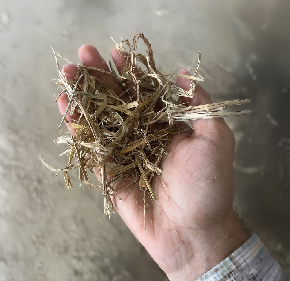 Hand holding paddy straw, a primary feedstock for Arciplug®’s biogas process.