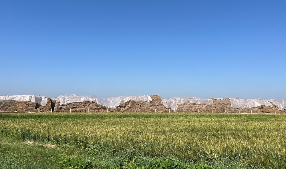 Paddy straw stored for feedstock use at Arciplug®’s biogas plant in Haryana, using PLUG