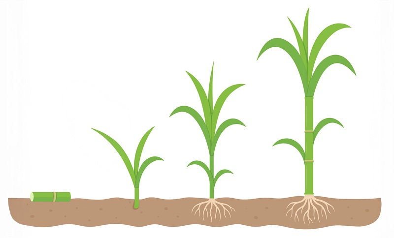 Biogas yield depends on harvest timing. Young Napier is too moist, old straw too fibrous. 70–90 days is optimal for methane output.